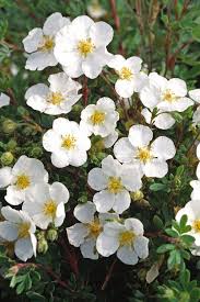 Attēlu rezultāti vaicājumam “Pentaphylloides fruticosa flower”
