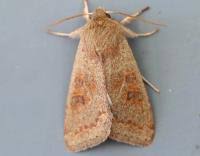 Attēlu rezultāti vaicājumam “Orthosia miniosa”