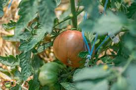 Afbeeldingsresultaat voor carbon tomato