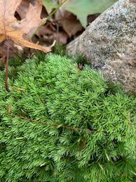 Attēlu rezultāti vaicājumam “Leucobryum juniperoideum”