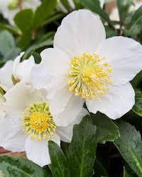 Attēlu rezultāti vaicājumam “Helleborus niger”