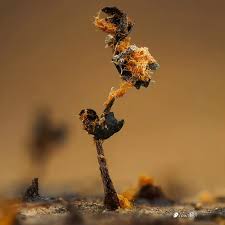 Attēlu rezultāti vaicājumam “Metatrichia floriformis”