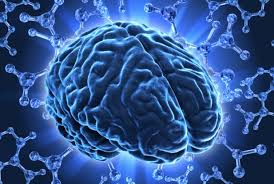 Brain's Nerve Fibers Mapped Into A Grid - Science News - redOrbit