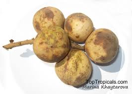 Image result for Lansongammon