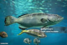 Image result for Mycteroperca microlepis