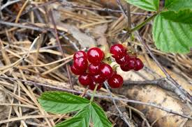 Attēlu rezultāti vaicājumam “Rubus saxatilis”