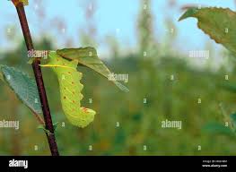 Attēlu rezultāti vaicājumam “Laothoe populi larva”