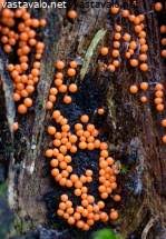 Attēlu rezultāti vaicājumam “Trichia contorta young”