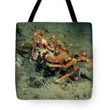 Image result for Hyas coarctatus