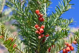 Attēlu rezultāti vaicājumam “Taxus baccata fruit”