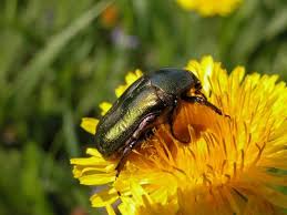 Attēlu rezultāti vaicājumam “Cetonia aurata imago”