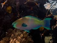 Image result for Scarus ferrugineus