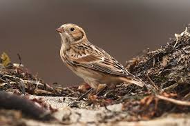 Image result for Calcarius lapponicus