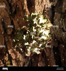 Attēlu rezultāti vaicājumam “Pleurosticta acetabulum”