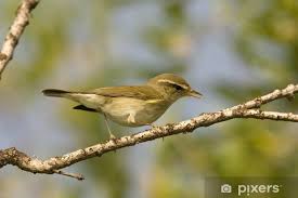 Image result for Phylloscopus borealis