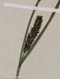 Attēlu rezultāti vaicājumam “Carex hartmanii”