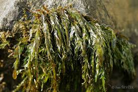 Attēlu rezultāti vaicājumam “Fontinalis antipyretica”