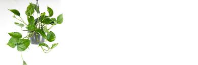 Attēlu rezultāti vaicājumam “Pottiales”