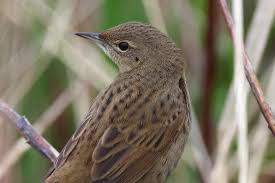 Image result for Locustella naevia