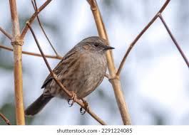 Attēlu rezultāti vaicājumam “Prunella modularis”