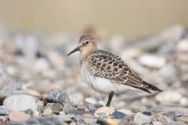 Image result for Calidris bairdii