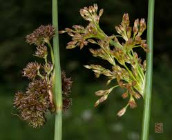 Attēlu rezultāti vaicājumam “Juncus conglomeratus fruit”