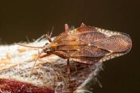 Attēlu rezultāti vaicājumam “Physatocheila smreczynskii”