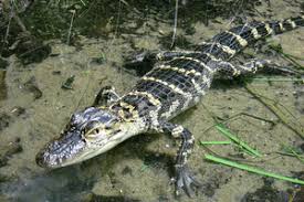 Image result for Alligator mississippiensis