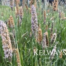 Attēlu rezultāti vaicājumam “Alopecurus pratensis flower”