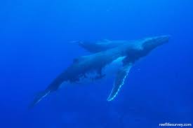 Image result for Megaptera novaeangliae