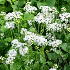 Image result for Ageratum houstonianum