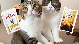 猫次郎o에 대한 이미지 검색결과