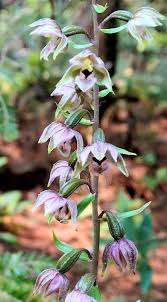 Attēlu rezultāti vaicājumam “Epipactis helleborine flower”