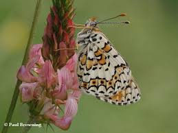 Attēlu rezultāti vaicājumam “Melitaea cinxia upperside”