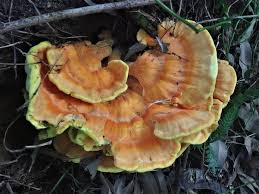 Attēlu rezultāti vaicājumam “Laetiporus sulphureus”