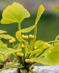 Attēlu rezultāti vaicājumam “Ginkgo biloba female flower”