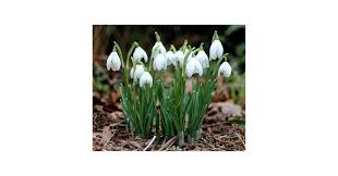 Attēlu rezultāti vaicājumam “Galanthus nivalis”