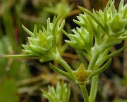 Attēlu rezultāti vaicājumam “Scleranthus annuus”