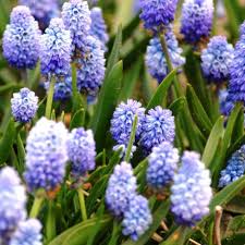 Attēlu rezultāti vaicājumam “Muscari botryoides flower”