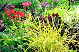 Attēlu rezultāti vaicājumam “Carex elata flower”