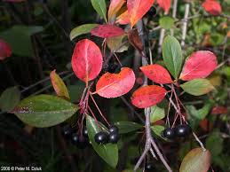 Attēlu rezultāti vaicājumam “Aronia melanocarpa”