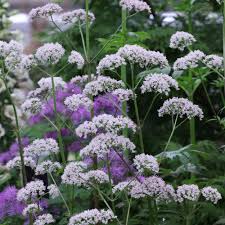Attēlu rezultāti vaicājumam “Valeriana officinalis flower”