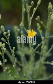 Attēlu rezultāti vaicājumam “Lactuca sativa flower”