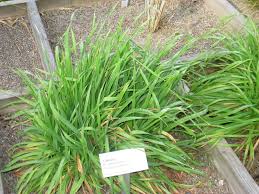 Attēlu rezultāti vaicājumam “Anisantha tectorum”