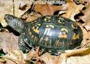 Care Sheet - Eastern Box Turtle