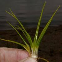Attēlu rezultāti vaicājumam “Isoetaceae”