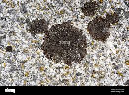 Attēlu rezultāti vaicājumam “Candelariella sp.”