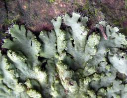 Attēlu rezultāti vaicājumam “Phaeophyscia orbicularis”