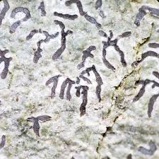 Attēlu rezultāti vaicājumam “Phaeographis dendritica”