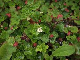 Attēlu rezultāti vaicājumam “Cribraria rubiginosa”